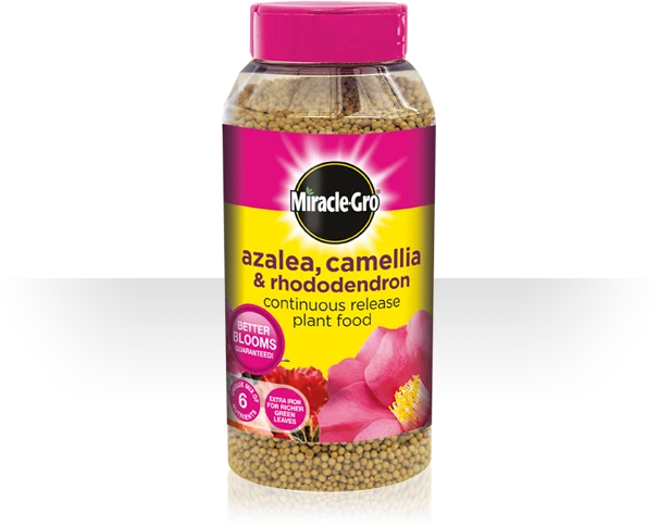 MIRACLE GRO AZALEA, CAMELLIA & RHODODENDRON CONTINUOUS RELEASE PLANT FOOD 900GRM 1 MIRACLE GRO AZALEA, CAMELLIA & RHODODENDRON CONTINUOUS RELEASE PLANT FOOD 900GRM